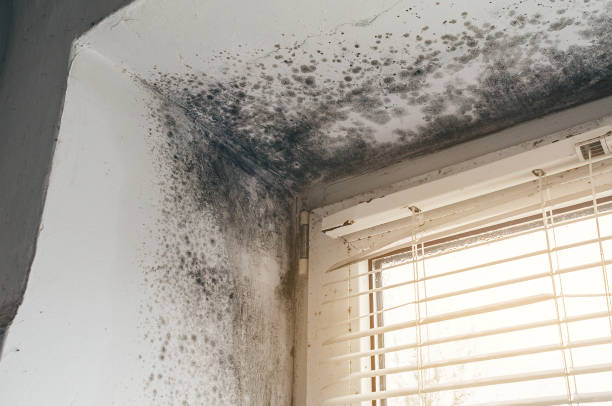 Affordable Mold Removal solutions in Middle River, MD